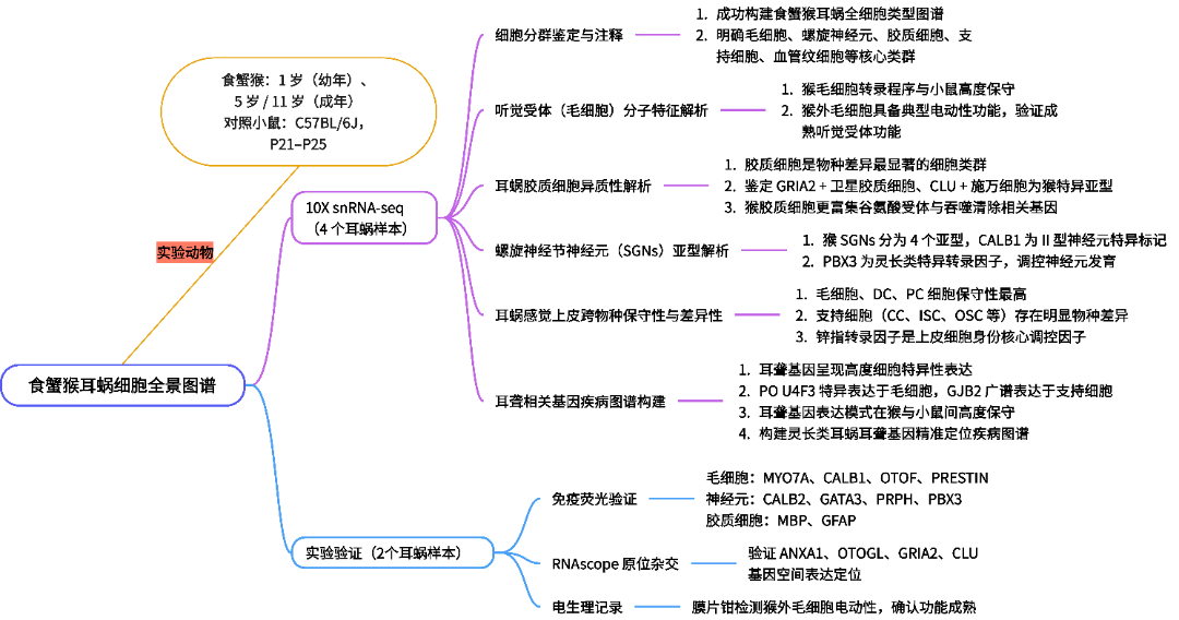 537-2026-IF 15.7 Nature Communications 猴 耳蜗.png