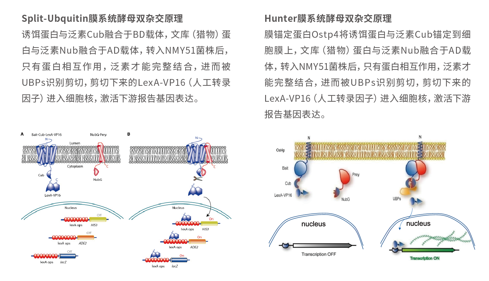 产品介绍