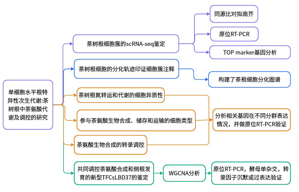 项目文章eLife | 安徽农大张照亮团队首次报道木本植物根系单细胞转录组图谱