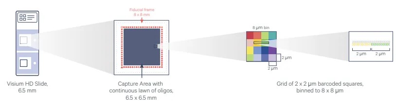 重磅 | 技术突破:10x Visium HD正式接受新鲜组织样本 重磅 | 技术突破:10x Visium HD正式接受新鲜组织样本