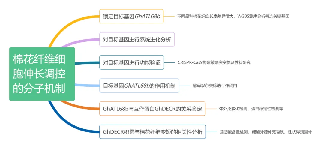 项目文章Plant Com│武汉大学朱玉贤院士最新成果！揭示棉花纤维细胞伸长新机制