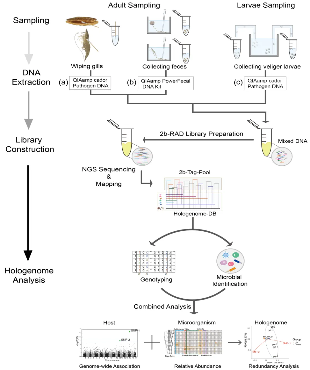 宿主-微生物互作研究—holo-2bRAD开启共生体基因组研究的大门 宿主-微生物互作研究—holo-2bRAD开启共生体基因组研究的大门