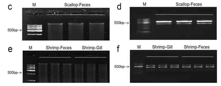 宿主-微生物互作研究—holo-2bRAD开启共生体基因组研究的大门 宿主-微生物互作研究—holo-2bRAD开启共生体基因组研究的大门