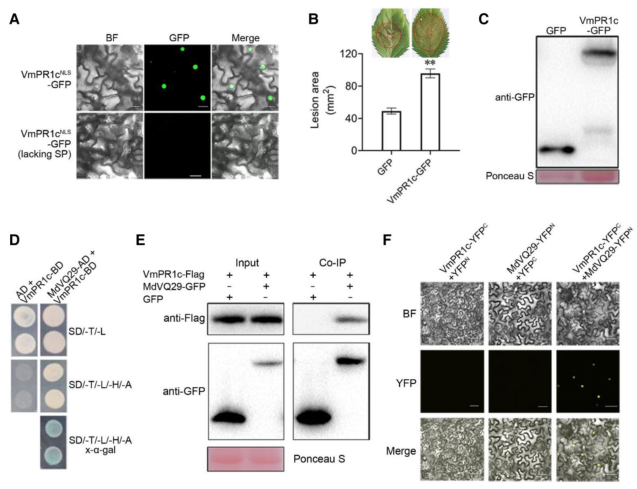 项目文章Plant Physiology | 西北农林科技大学黄丽丽团队苹果抗病育种取得新进展! 项目文章Plant Physiology | 西北农林科技大学黄丽丽团队苹果抗病育种取得新进展!
