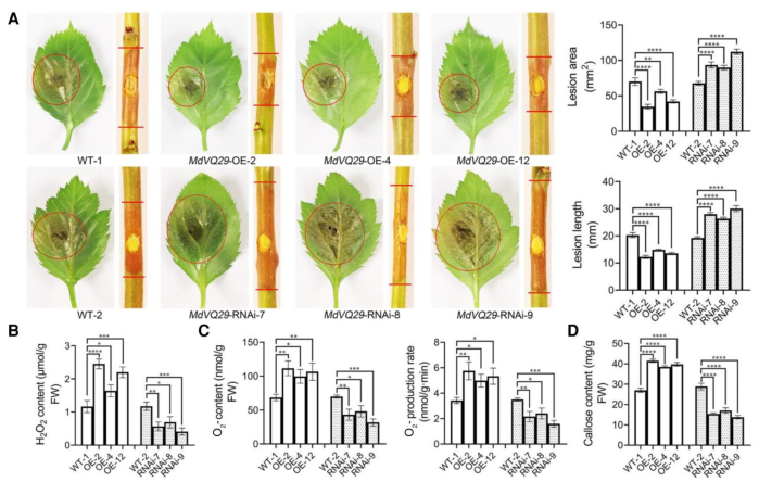 项目文章Plant Physiology | 西北农林科技大学黄丽丽团队苹果抗病育种取得新进展! 项目文章Plant Physiology | 西北农林科技大学黄丽丽团队苹果抗病育种取得新进展!