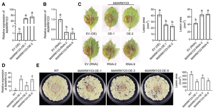 项目文章Plant Physiology | 西北农林科技大学黄丽丽团队苹果抗病育种取得新进展! 项目文章Plant Physiology | 西北农林科技大学黄丽丽团队苹果抗病育种取得新进展!
