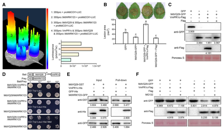 项目文章Plant Physiology | 西北农林科技大学黄丽丽团队苹果抗病育种取得新进展! 项目文章Plant Physiology | 西北农林科技大学黄丽丽团队苹果抗病育种取得新进展!