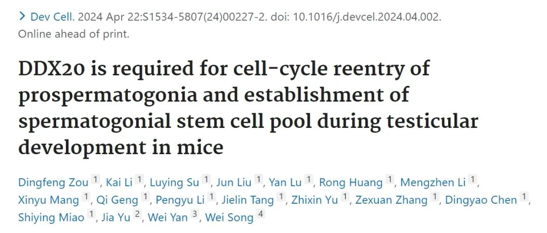 项目文章Dev Cell | 宋伟/闫威/余佳等揭示RNA结合蛋白质DDX20调控精原干细胞形成的作用机理