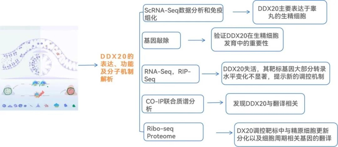 项目文章Dev Cell | 宋伟/闫威/余佳等揭示RNA结合蛋白质DDX20调控精原干细胞形成的作用机理