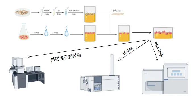 项目文章eLife | 生物学一区,刘威&王奕蓉&王永成团队发表单细胞分辨率下宿主与共生菌互作研究成果