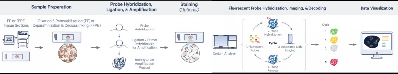 眼见为实:Xenium原位分析技术带你进入亚细胞空间研究新时代 眼见为实:Xenium原位分析技术带你进入亚细胞空间研究新时代