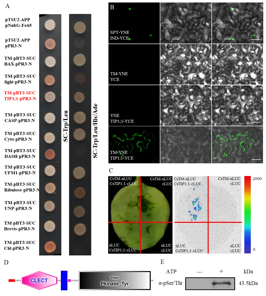 J Adv Res | 中国农业大学刘兴旺/任华中研究团队在中科院TOP期刊发表重要研究成果