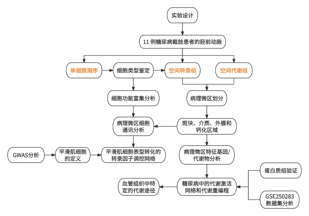 项目文章医学一区 | 王中群教授团队空间多组学图谱揭示糖尿病大血管病变中平滑肌表型转化和代谢重编程 项目文章医学一区 | 王中群教授团队空间多组学图谱揭示糖尿病大血管病变中平滑肌表型转化和代谢重编程