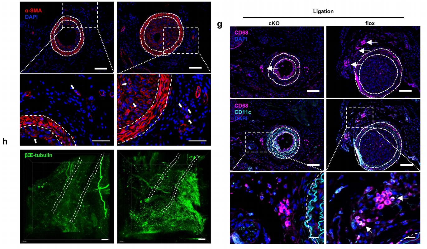 4ce30363f45c3c442a9d3cdc31adaadf